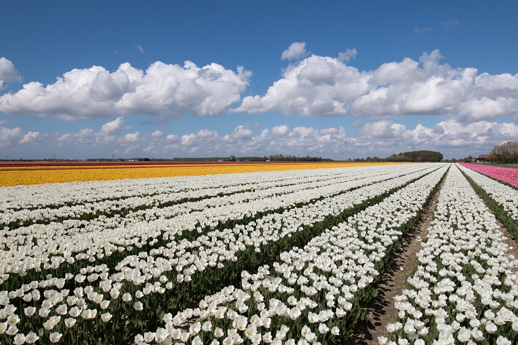 tulp tulpen tulipa natuur hdr tulpenbol liliaceae flora bloem bloemen voorjaar lente tulpenfestival keukenhof festival